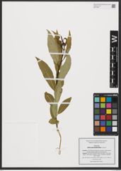 Foto von Salix pentandroides A. K. Skvortsov